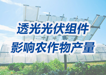 市場潛力巨大！實證研究：透光光伏組件對農(nóng)作物產(chǎn)量的影響